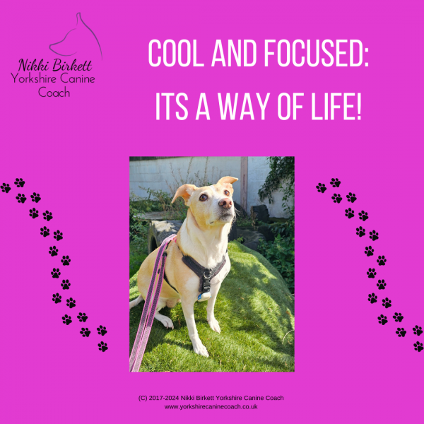 Cool and Focused